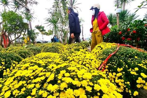 Cúc mâm xôi 'cười sớm', nhà vườn lo không đủ bán Tết