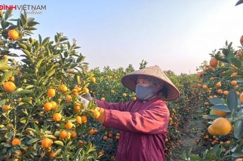Thủ phủ quất cảnh Quảng Ninh tất bật vào vụ Tết
