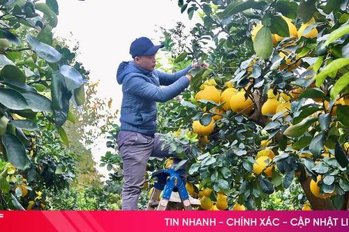 Ngắm đào thế, bưởi cảnh 'xuống phố' khoe sắc sớm đón xuân