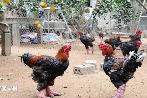 Đưa gà Đông Tảo vươn ra thị trường thế giới