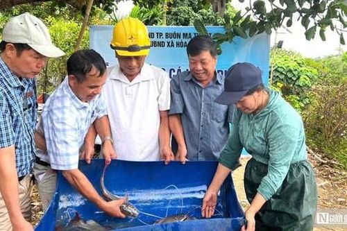 Nông dân đổi đời nhờ thuần hóa 'thủy quái' sông Sêrêpôk