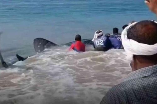 Cá mập voi khổng lồ dài 4 mét mắc lưới ngư dân