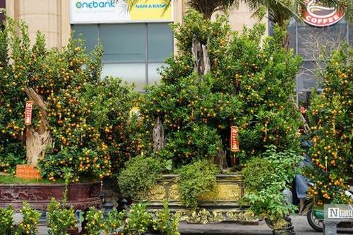 Quất ghép gỗ lũa giá chục triệu, bưởi 'khủng' trăm triệu đại náo chợ hoa Tết