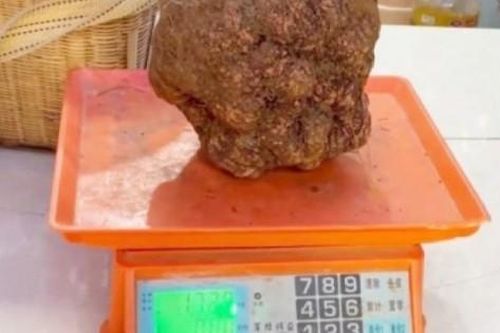 Đào được cục đất đen đúa xấu xí, hóa ra là thứ 'đắt như vàng'