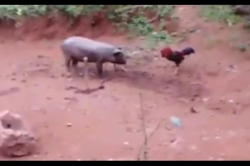 CLIP: Cuộc 'đọ sức' hài hước giữa gà trống và lợn, cái kết không ngờ