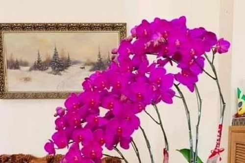 7 loại hoa cuối năm nhất định phải mua để giải trừ vận đen, kéo tài lộc vào nhà