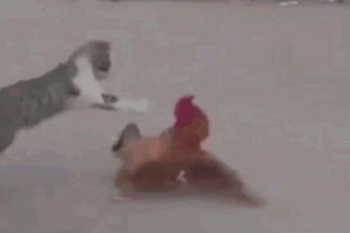 CLIP: Mèo 'thách đấu' gà trống và cái kết khó đỡ