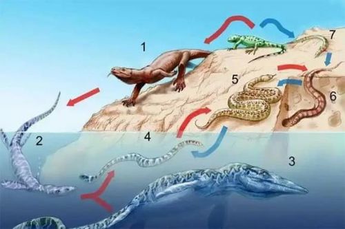 Tổ tiên loài rắn đã mất đôi chân như thế nào sau 26 lần tiến hóa?
