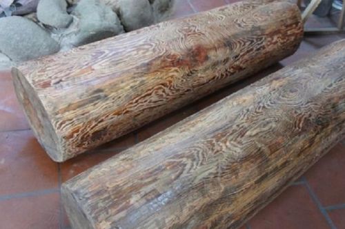 Loài gỗ quý Việt Nam chỉ 3 nước có: Giá 250 triệu/m2, suýt tuyệt chủng vì tin đồn chữa được ung thư