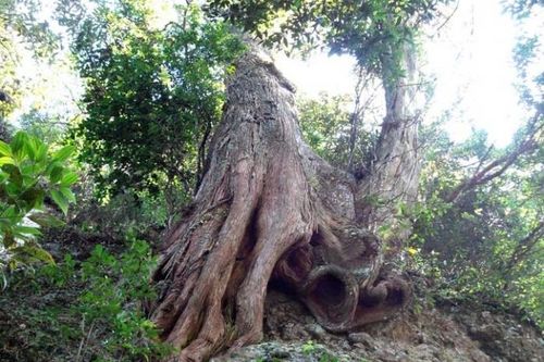 Loại gỗ quý hiếm top đầu Việt Nam nằm trong sách đỏ, thuộc nhóm 1 nguy cấp: Mùi thơm độc nhất vô nhị
