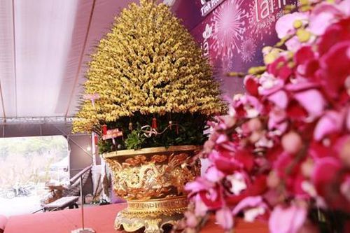 Lan hồ điệp tràn ngập phố Hà Nội dịp cận Tết, có chậu dát vàng gần 4 tỷ đồng