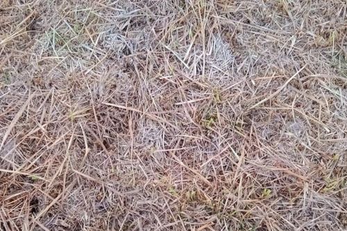 Lạng Sơn: Không khí lạnh tăng cường, có nơi xuất hiện sương muối