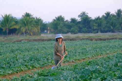 Nông dân Đạ Huoai chăm chút vụ dưa Tết