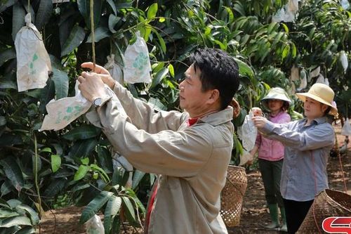 Vùng xoài ứng dụng công nghệ cao Yên Châu