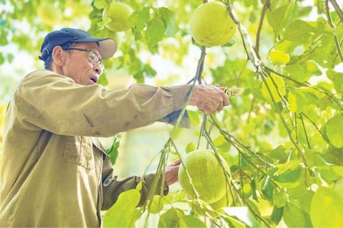Từ làm nông ở phố đến nông nghiệp đô thị
