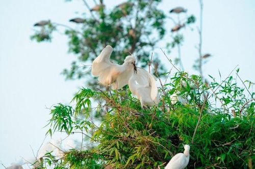 Hải Dương: Đẩy mạnh thực thi pháp luật về bảo tồn đa dạng sinh học