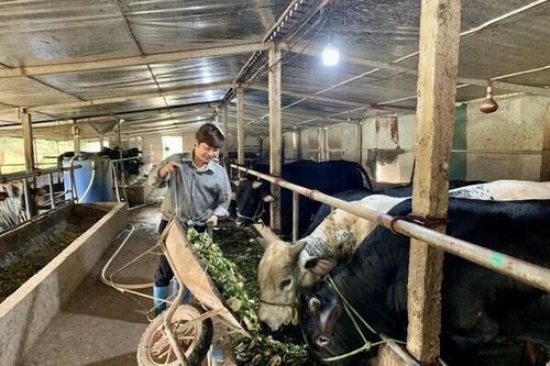 Phát triển chăn nuôi tuần hoàn nhằm giảm thiểu tác động xấu đến môi trường
