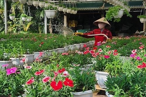 Làng An Lạc được mùa hoa Tết