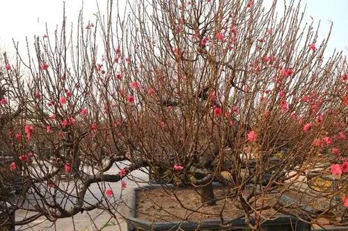 Đào Nhật Tân, quất Tứ Liên vào vụ Tết