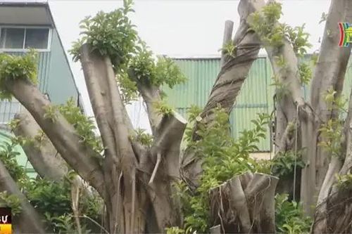 Những mầm xanh trở lại
