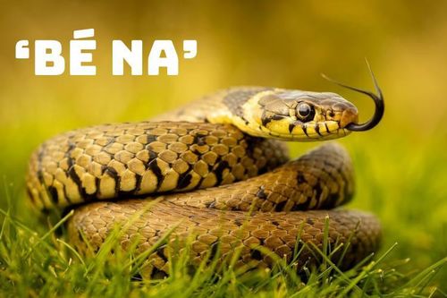 Vì sao dân mạng gọi rắn là bé Na?