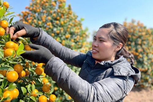 Thủ phủ quất Tết Nam Định tấp nập, cây cảnh giá cao vẫn đắt hàng