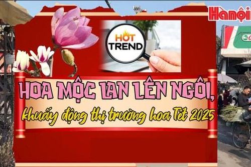 Hoa mộc lan lên ngôi, khuấy động thị trường hoa Tết 2025