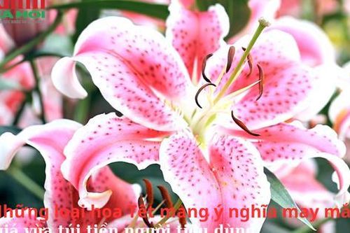 Những loại hoa Tết mang ý nghĩa may mắn, cát tường, giá vừa túi tiền người tiêu dùng