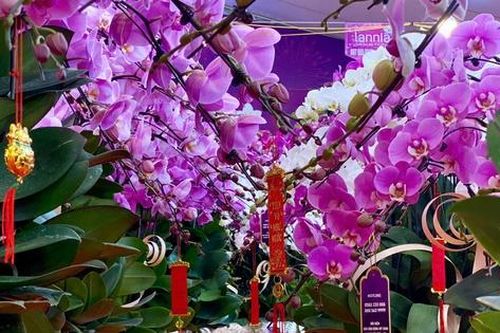 Lan hồ điệp rực rỡ sắc màu đổ bộ xuống phố phục vụ người dân sắm tết Nguyên đán 2025