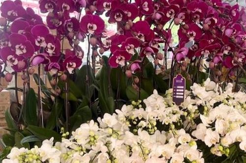 Hoa lan xuống phố, khách chi hàng chục triệu đồng mua về chơi Tết