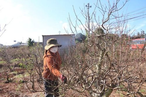 'Làng đào Nhật Tân' Tây Nguyên vào vụ Tết