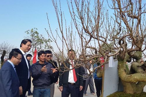 Rực rỡ hội chợ hoa đào
