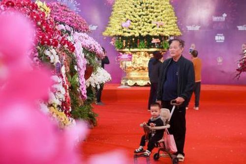Rộn ràng thị trường hoa Lan dịp Tết Nguyên đán 2025