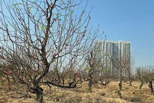 Người dân trồng đào La Cả tất bật chuẩn bị cho vụ Tết