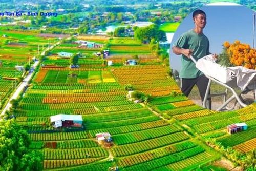 Ngắm 'thủ phủ hoa Tết' ở Bình Dương từ trên cao