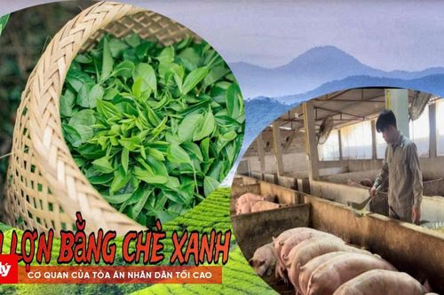 'Nuôi lợn bằng chè xanh' tại Thái Nguyên