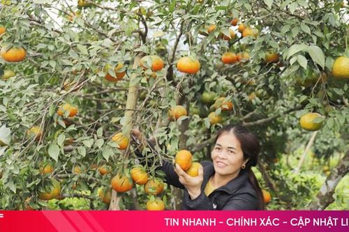Vườn cam bù hữu cơ trĩu quả ở xã miền núi Hương Sơn