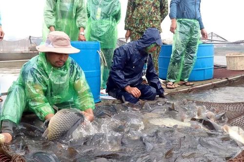 Hưng Yên: Cá được giá, người nuôi cá lồng phấn khởi