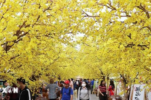 Khai mạc Lễ hội Tết Việt Ất Tỵ năm 2025 tại Thành phố Hồ Chí Minh