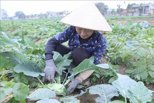 Rau màu vụ Đông được mùa, được giá