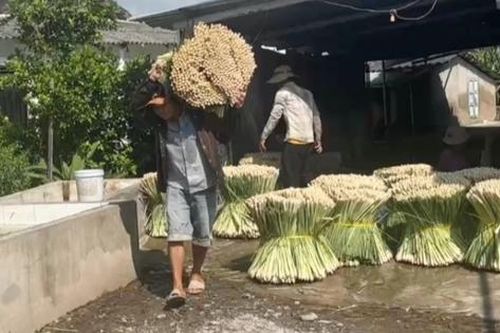 Nông dân huyện đảo Tiền Giang thoát nghèo nhờ loài cỏ công dụng 'thần kỳ' với sức khỏe
