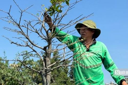 Nghề lạ dịp Tết: 'Vặt lá trả tiền', kiếm gần nửa triệu đồng mỗi ngày
