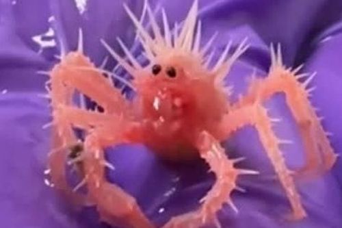 Cua hoàng đế tí hon gây sốt mạng xã hội