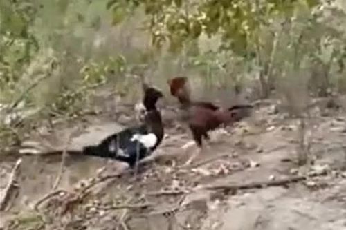 CLIP: Bất ngờ 'lật ngược' thế cờ, gà trống khiến ngan phải bỏ chạy trong trận chiến căng thẳng