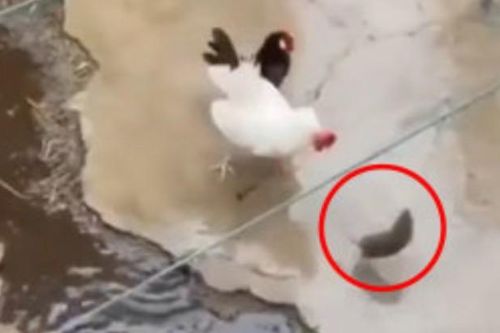 CLIP: Hung hãn đối đầu gà trống, chuột nhận đòn 'knock out' chí mạng