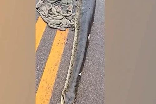 CLIP: Hãi hùng trước cảnh trăn Anaconda khổng lồ mang thai bị xe tải cán trên cao tốc, hàng chục con non rơi ra ngoài