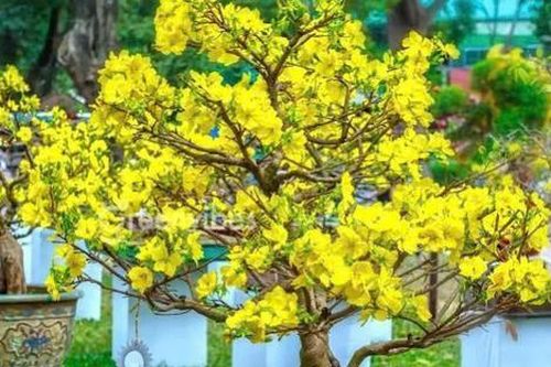 5 loại cây đặt trong nhà ngày Tết giúp tài lộc đổ về như nước