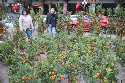 Đào mất mùa, giá tăng vọt