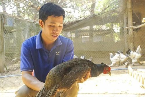Kỹ sư bỏ phố về quê lập nghiệp