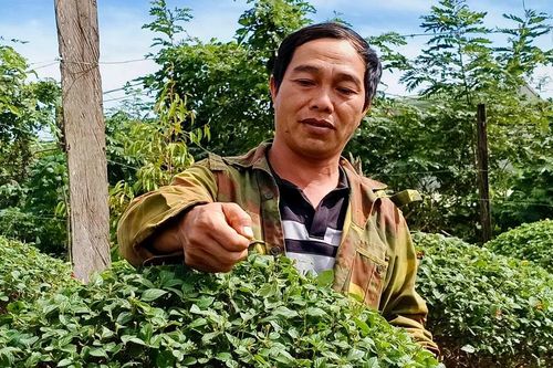 Thu nhập khá từ hoa ngũ sắc